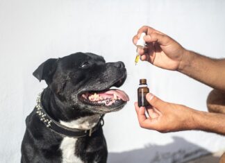 De beste tips bij het doseren van CBD olie voor honden